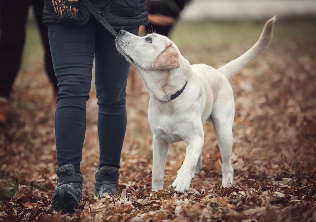 Where am I going wrong?” – Reasons why your dog training isn’t progressing